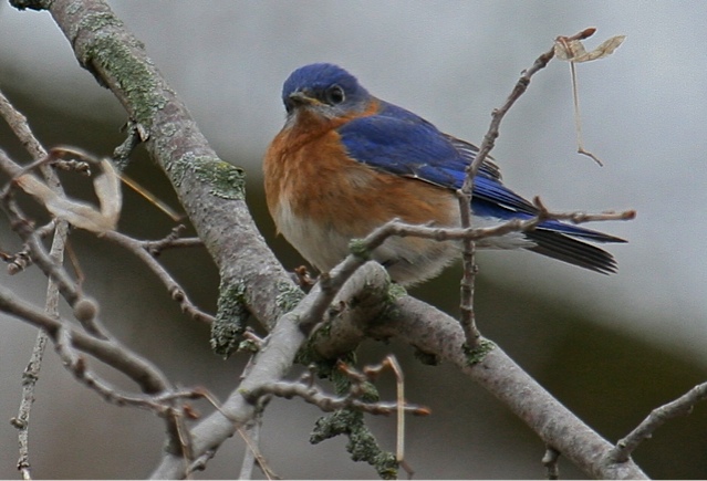 Bluebird Looking for Food Taken by Patrick Ready