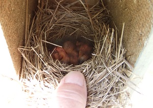 Bluebird hatchlings about 1 day old.