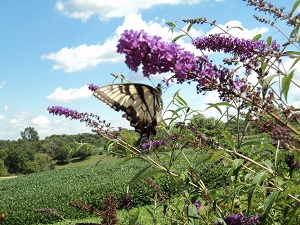 Butterfly Bush