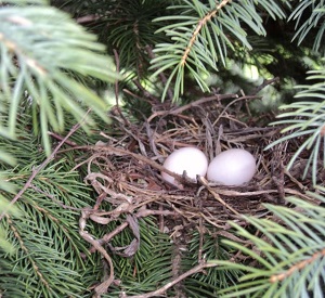 Nest