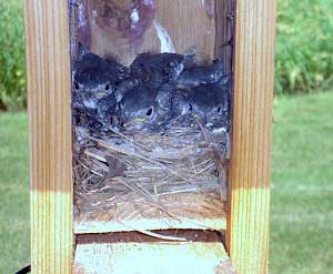 Sue Cashman's Nest Box