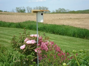 Sue Cashman's Nest Box