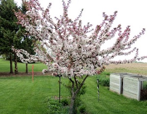 Flowering Crab