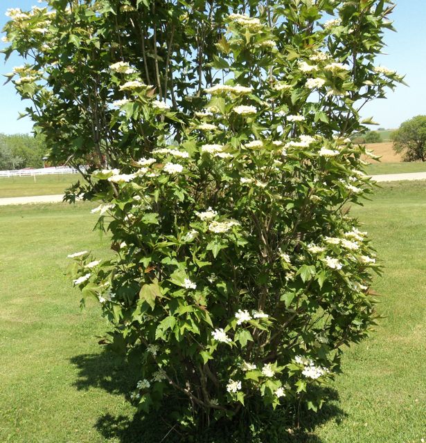 Highbush Cranberry