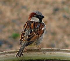 House Sparrow photo from Audubon Society House Sparrow