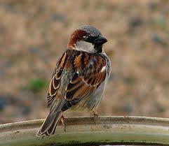 House Sparrow